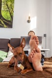 Un hombre descalzo feliz está trabajando en su ordenador portátil en casa mientras que su perro está haciendo cosas divertidas fotografía de archivo Un hombre descalzo feliz está trabajando en su ordenador portátil en casa mientras que su perro está haciendo cosas divertidas fotografía de archivo