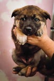 Un hombre sostiene en sus manos un perrito mestizo lindo Primer foto de archivo Un hombre sostiene en sus manos un perrito mestizo lindo Primer foto de archivo