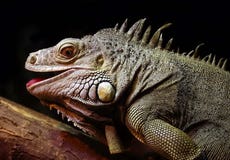 Un'iguana ordinaria, o un Lat verde dell'iguana L'iguana dell'iguana è una grande lucertola erbivora, conducente una vita legnosa fotografia stock Un'iguana ordinaria, o un Lat verde dell'iguana L'iguana dell'iguana è una grande lucertola erbivora, conducente una vita legnosa fotografia stock