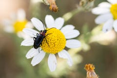 Un insecte en fleur de marguerite photo libre de droits Un insecte en fleur de marguerite photo libre de droits