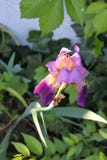 Un iris púrpura perfecto destacó por la sol que crecía entre muchas plantas verdes en área sombría foto de archivo libre de regalías Un iris púrpura perfecto destacó por la sol que crecía entre muchas plantas verdes en área sombría foto de archivo libre de regalías