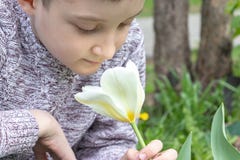 Un jardin blanc sentant de fleur de tulipe de garçon caucasien de la préadolescence au printemps images stock Un jardin blanc sentant de fleur de tulipe de garçon caucasien de la préadolescence au printemps images stock