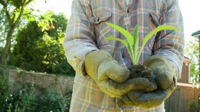 Un jardinero mayor que sostiene un lanzamiento joven en sus manos metrajes Un jardinero mayor que sostiene un lanzamiento joven en sus manos metrajes