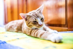 Un jeune chat se situant dans une pose drôle sur le divan Photos stock Un jeune chat se situant dans une pose drôle sur le divan Photos stock