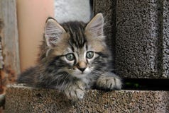 Un jeune chaton assez norvégien de bonbon photo stock Un jeune chaton assez norvégien de bonbon photo stock