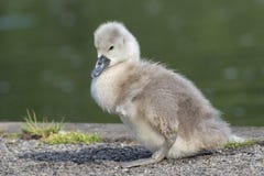 Un jeune cygne au terrain communal de Southampton photographie stock libre de droits Un jeune cygne au terrain communal de Southampton photographie stock libre de droits
