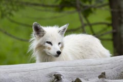Un lagopus de Vulpes de renard arctique se tenant derrière un été d'ouverture au Canada photo stock Un lagopus de Vulpes de renard arctique se tenant derrière un été d'ouverture au Canada photo stock