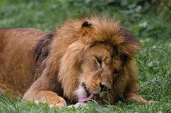 Un león africano miente en la tierra que lo lame es comida antes de comerla imagenes de archivo Un león africano miente en la tierra que lo lame es comida antes de comerla imagenes de archivo
