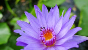 Un loto y una abeja púrpuras Un loto y una abeja púrpuras