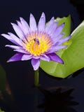 Un lotus pourpre avec une abeille photographie stock Un lotus pourpre avec une abeille photographie stock