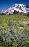 Un Lupine plus pluvieux Photographie stock libre de droits Un Lupine plus pluvieux Photographie stock libre de droits