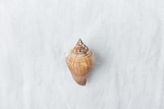 Un mar beige espiral Shell de Brown en el fondo de lino blanco de la tela Foto común diseñada moderna minimalista para el medios Imágenes de archivo libres de regalías Un mar beige espiral Shell de Brown en el fondo de lino blanco de la tela Foto común diseñada moderna minimalista para el medios Imágenes de archivo libres de regalías