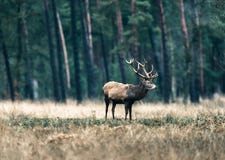 Un maschio dei cervi nobili che sta nel campo Parco nazionale Hoge Veluwe Immagine Stock Un maschio dei cervi nobili che sta nel campo Parco nazionale Hoge Veluwe Immagine Stock