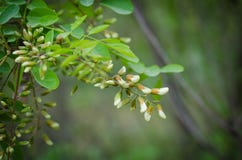 Un mazzo di stagione di fioritura dell'acacia che raccoglie il miele naturale delle api dall'acacia Fuoco selettivo immagini stock Un mazzo di stagione di fioritura dell'acacia che raccoglie il miele naturale delle api dall'acacia Fuoco selettivo immagini stock