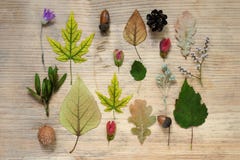 Un modèle d'automne trouve - les feuilles jaunes d'érable, chêne, fleurs sauvages sèches, glands Fond en bois Composition d'autom photo stock Un modèle d'automne trouve - les feuilles jaunes d'érable, chêne, fleurs sauvages sèches, glands Fond en bois Composition d'autom photo stock