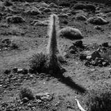 Un monocromio di una meridiana tempa tè di verdure fotografia stock libera da diritti Un monocromio di una meridiana tempa tè di verdure fotografia stock libera da diritti