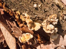 un montón de pequeño hongo de soporte creciente del otoño en tocón de árbol de madera del bosque Fotos de archivo libres de regalías un montón de pequeño hongo de soporte creciente del otoño en tocón de árbol de madera del bosque Fotos de archivo libres de regalías