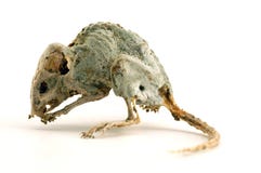 Un mouse guasto terrificante 3