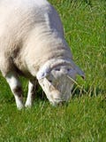 Un mouton frôle tranquillement dans un domaine sur l'île d'Iona, Ecosse photo stock Un mouton frôle tranquillement dans un domaine sur l'île d'Iona, Ecosse photo stock