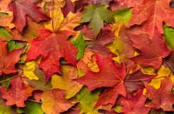 Un mucchio di Autumn Leaves variopinto Un mucchio di Autumn Leaves variopinto