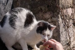 Un niño comparte su bocadillo con un gato abandonado en un pueblo de montaña abandonado La gente es responsable de las que domest fotografía de archivo Un niño comparte su bocadillo con un gato abandonado en un pueblo de montaña abandonado La gente es responsable de las que domest fotografía de archivo