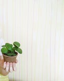 Un niño está sosteniendo una flor en conserva Manos del `s de los niños Mono del jardín Cuidado para las plantas vivas Fotografía de archivo libre de regalías Un niño está sosteniendo una flor en conserva Manos del `s de los niños Mono del jardín Cuidado para las plantas vivas Fotografía de archivo libre de regalías