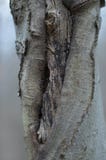 Un nodo torto di un albero immagini stock libere da diritti Un nodo torto di un albero immagini stock libere da diritti