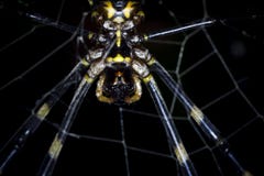 Un noir géant de tigre et une fin jaune d'araignée et un macro tir photos stock Un noir géant de tigre et une fin jaune d'araignée et un macro tir photos stock