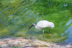 Un oiseau recherche la nourriture photographie stock Un oiseau recherche la nourriture photographie stock