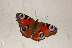 Un ojo hermoso del pavo real de la mariposa Foto de archivo Un ojo hermoso del pavo real de la mariposa Foto de archivo