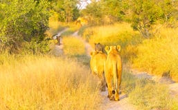 Un orgullo de los leones africanos que caminan abajo de un camino de tierra en un Afr del sur imagenes de archivo Un orgullo de los leones africanos que caminan abajo de un camino de tierra en un Afr del sur imagenes de archivo