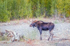 Un orignal de taureau en parc national grand de Teton wyoming LES Etats-Unis photo stock Un orignal de taureau en parc national grand de Teton wyoming LES Etats-Unis photo stock