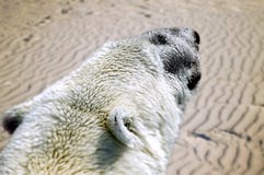 Un ours blanc polaire dans le désert Un futur effet possible de changement climatique Un ours blanc polaire dans le désert Un futur effet possible de changement climatique