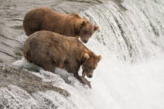 Un ours brun près des autres attrape des saumons image stock Un ours brun près des autres attrape des saumons image stock