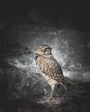 Un Owl Staring que cavara con el contacto visual en la oscuridad que se coloca delante de rocas imagen de archivo libre de regalías Un Owl Staring que cavara con el contacto visual en la oscuridad que se coloca delante de rocas imagen de archivo libre de regalías