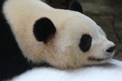 Un panda de sommeil sur la glace photo stock Un panda de sommeil sur la glace photo stock