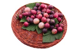 Un panier en bois brun complètement des groseilles à maquereau multicolores délicieuses avec de belles feuilles de vert, d'isolem images libres de droits Un panier en bois brun complètement des groseilles à maquereau multicolores délicieuses avec de belles feuilles de vert, d'isolem images libres de droits