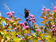 Un papillon rassemble le nectar un jour clair et fleurissant d'été photo libre de droits Un papillon rassemble le nectar un jour clair et fleurissant d'été photo libre de droits