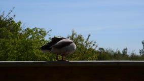Un pato del pato silvestre le gusta permanecer en la cerca Un pato del pato silvestre le gusta permanecer en la cerca