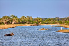 Un paysage très beau avec l'étang et les oiseaux d'eau dans le Yala Nationalpark Images libres de droits Un paysage très beau avec l'étang et les oiseaux d'eau dans le Yala Nationalpark Images libres de droits