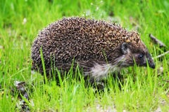 Un pequeño erizo va a visitar el tejón en la hierba verde imagen de archivo Un pequeño erizo va a visitar el tejón en la hierba verde imagen de archivo