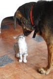 Un pequeño gato y un perro grande imagen de archivo libre de regalías Un pequeño gato y un perro grande imagen de archivo libre de regalías