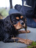 Un perrito arrogante mojado del perro de aguas de rey Charles en el bosque imagenes de archivo Un perrito arrogante mojado del perro de aguas de rey Charles en el bosque imagenes de archivo
