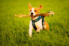 Un perro del beagle que corre con un palillo en su boca en un campo de hierba en puesta del sol fotografía de archivo Un perro del beagle que corre con un palillo en su boca en un campo de hierba en puesta del sol fotografía de archivo