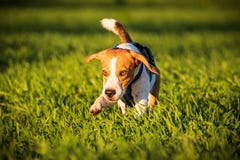 Un perro del beagle que corre en un campo de hierba en puesta del sol fotos de archivo libres de regalías Un perro del beagle que corre en un campo de hierba en puesta del sol fotos de archivo libres de regalías