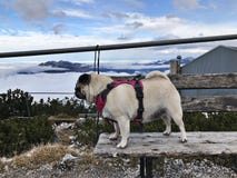 Un perro lindo del barro amasado en Alpspitz, Alemania fotos de archivo Un perro lindo del barro amasado en Alpspitz, Alemania fotos de archivo