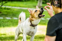 Un perro lindo está comiendo un bocado de su dueño foto de archivo libre de regalías Un perro lindo está comiendo un bocado de su dueño foto de archivo libre de regalías
