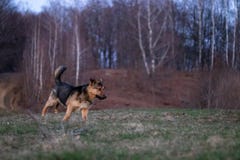 Un perro que juega alrededor imagenes de archivo Un perro que juega alrededor imagenes de archivo