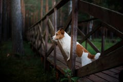 Un perro que se coloca en el puente y las miradas adelante Terrier de Gato Russell imágenes de archivo libres de regalías Un perro que se coloca en el puente y las miradas adelante Terrier de Gato Russell imágenes de archivo libres de regalías