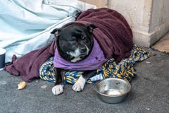 Un perro sin hogar que miente solamente y deprimido en la sensación de la calle ansiosa y sola en saco de dormir y para comida qu fotografía de archivo Un perro sin hogar que miente solamente y deprimido en la sensación de la calle ansiosa y sola en saco de dormir y para comida qu fotografía de archivo